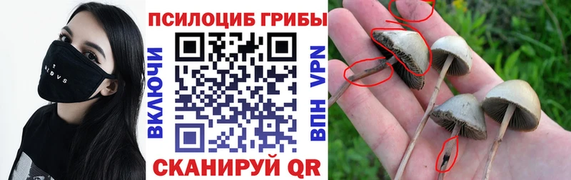 даркнет сайт  Северодвинск  Галлюциногенные грибы Psilocybine cubensis 